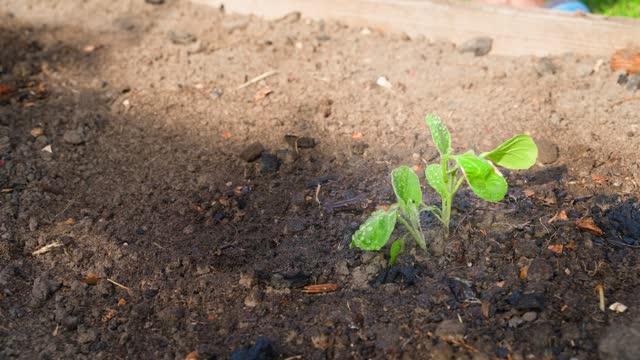 A young sprout of seedlings is sprayed with water after planting in the garden soil