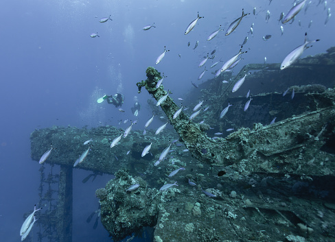 Yellow suited scuba diver exploring a large overgrown shipwreck under the Red Sea.