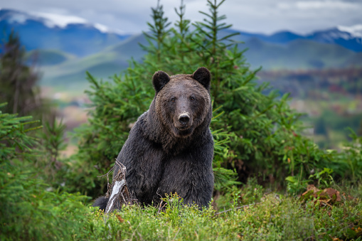 Wild Brown Bear (Ursus Arctos) in the National park on mountain background. Animal in natural habitat. Wildlife scene