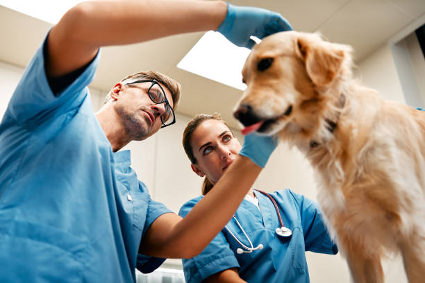 Animals for examination and treatment in the veterinary clinic stock photo