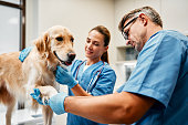 Animals for examination and treatment in the veterinary clinic