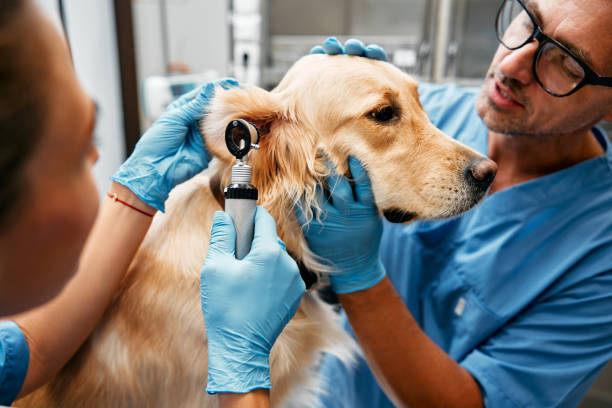 animales para examen y tratamiento en la clínica veterinaria - dog pets advice women fotografías e imágenes de stock
