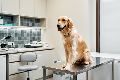 Beautiful well-groomed golden retriever sitting on table in exam room in modern veterinary clinic. Treatment and vaccination of pets.