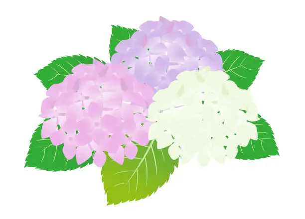 Vector illustration of This is a watercolor style illustration of colorful hydrangea.