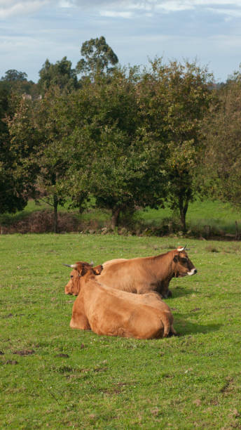 istock Brown cow in green field 1803899451