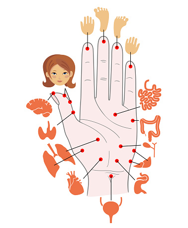 Human anatomy. Vector illustration of human hand and internal organs. Sujok therapy and acupuncture