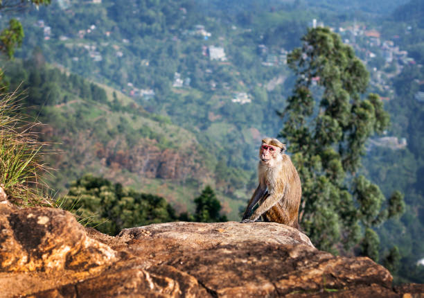 istock Monkeys from Nature wildlife Sri Lanka, Ella 1803914388