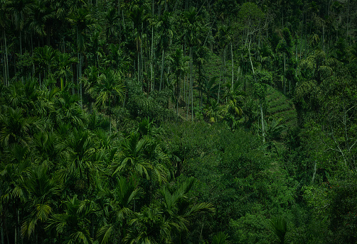 Brazillian Amazon Rainforest aerial view