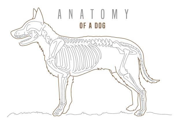 szczegółowa ilustracja szkieletu psa. plakat poziomy - vertebrate stock illustrations