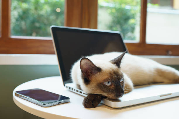 istock Cat on laptop working from home with cat. cat asleep on laptop keyboard assistant cat working at Laptop. 1803919325