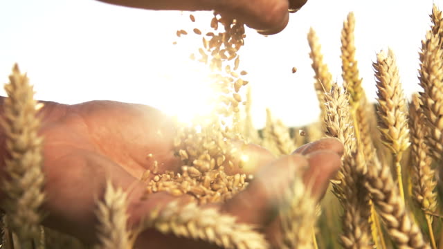 HD SUPER SLOW MO: Hands With Wheat Grains