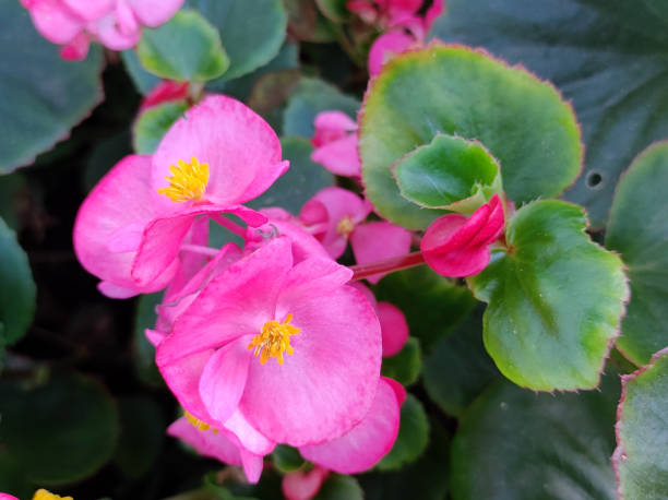 istock pink and red blooming small wax begonias 1803925398