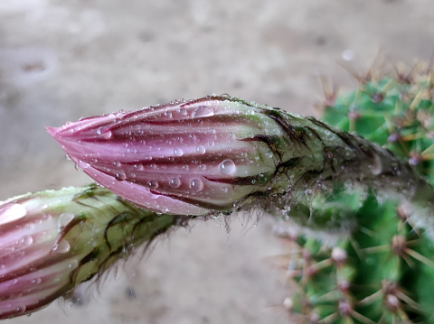 buds and blooming flowers of Easter Lily cactus in the rain