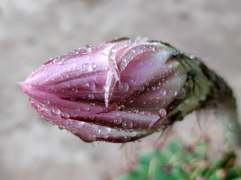 A series of drops on the stem of Cosmos flower.