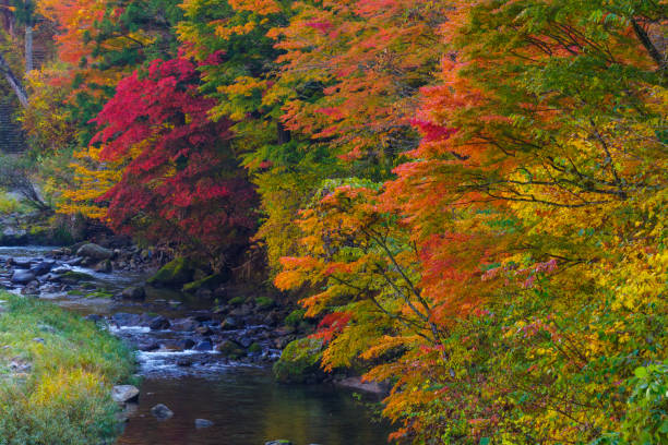 istock Autumn leaves at Oidaira Park (Inabu-cho, Toyota City, Aichi Prefecture) 1803928848