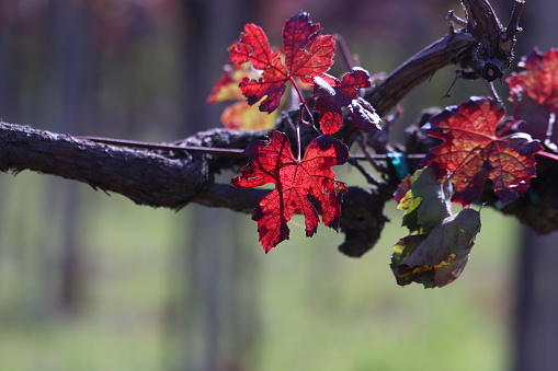 Foliage in Lambrusco Grasparossa vineyard with color contrast between red leaves and the dark bunch of grapes