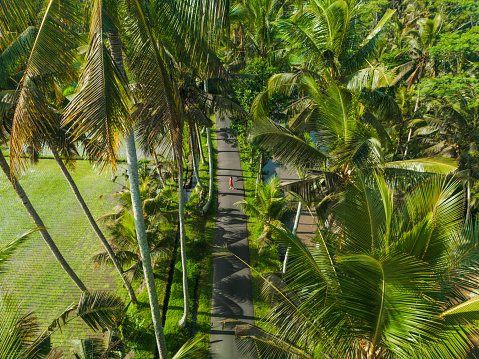 Idyllic aerial view of woman in red kimono walking on road among coconut palm trees