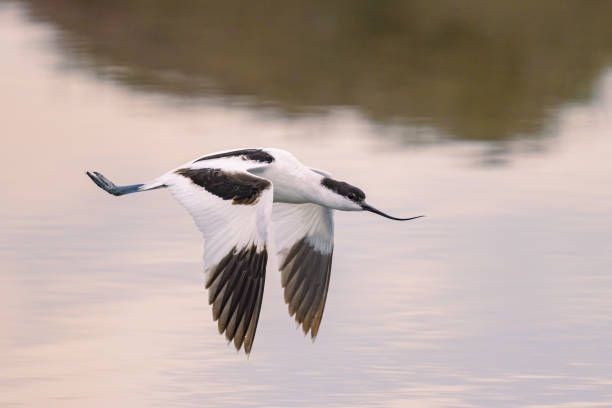 istock A Pied Avocet flying low over water 1803942402