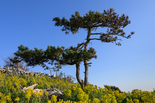 Pine trees amd mediterranean spurge in Cres (Croatia) on a sunny morning in springtime, blue sky