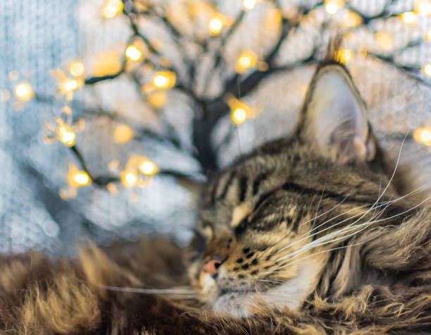 istock Relaxed Maine Coon with holiday lights in the background 1803944576