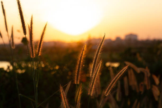istock Photo beautiful sunset 1803944588