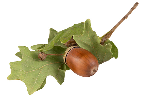 A branch with dried leaves and an acorn isolated on a white background.