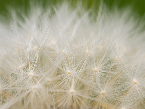 Closeup of a common dandelion flower in springtime, ready to blow, Vienna (Austria)
