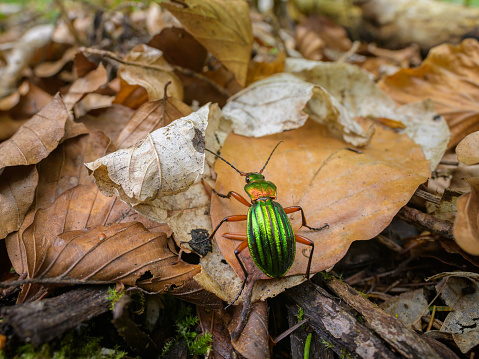 Shiny green june bug on wood background. Chafer Beetle On A stump with copy space