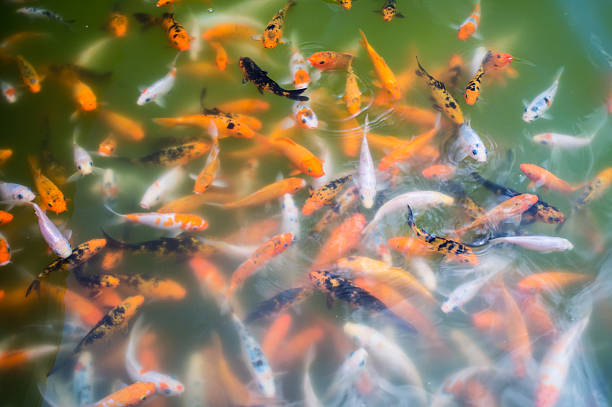 Koi fishes in the murky pond water stock photo