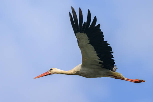 istock A White Stork flying on a sunny day in autumn 1803954847