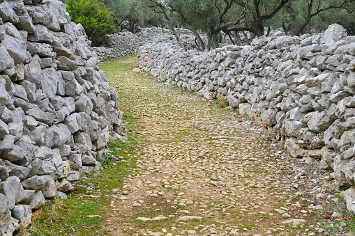 Old road, olive grove and stone walls near the city of Cres, Croatia