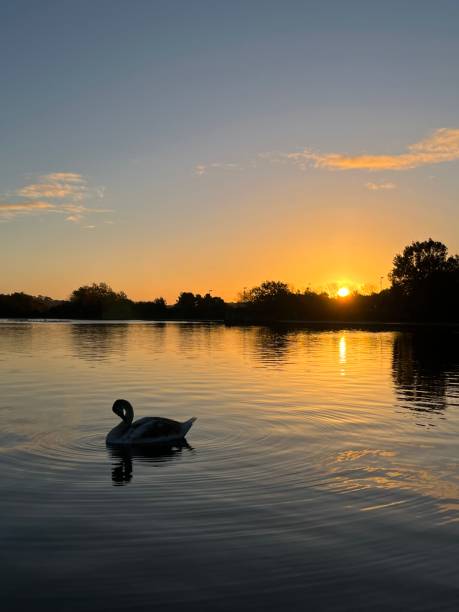 Signet Poole Park Sunrise Signet / swan on the lake at Poole Park for the sunrise swan at dawn stock pictures, royalty-free photos & images