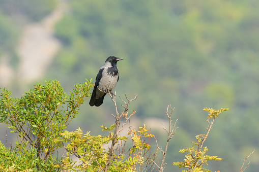 A Carrion Crow (Corvus corone) sitting on a tree on a sunny day in springtime (Cres, Croatia)