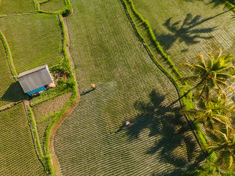Aerial view of unrecognisable  people working on rice field