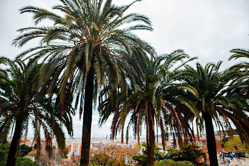 Beautiful view of Barcelona city through beautiful palms from famous Antoni Gaudis park. Concept of spring vacation, holiday and traveling in Spain.