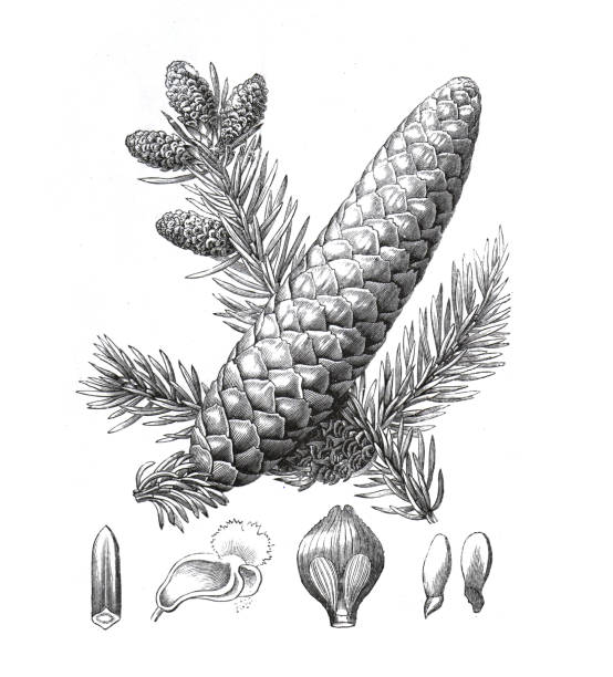 Abies alba, the European silver fir or silver fir. hand drawn vintage engraved Abies excelsa tree illustration. Vintage ecotic plant poster. Abies alba, the European silver fir or silver fir. hand drawn vintage engraved Abies excelsa tree illustration. Vintage ecotic plant poster. abies amabilis stock illustrations