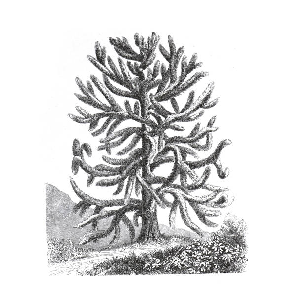 Araucaria araucana, commonly called the monkey puzzle tree, monkey tail tree, piñonero, pewen or Chilean pine. hand drawn vintage engraved Aaraucaria imbricata. tree illustration. Vintage ecotic plant poster. Araucaria araucana, commonly called the monkey puzzle tree, monkey tail tree, piñonero, pewen or Chilean pine. hand drawn vintage engraved Aaraucaria imbricata. tree illustration. Vintage ecotic plant poster. abies amabilis stock illustrations
