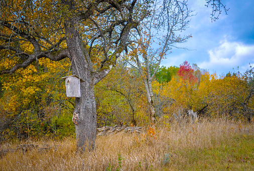 Wooden birdhouse on tree trunk. Autumn rural landscape. Quality image for your project