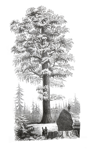 Sequoiadendron giganteum, also known as the giant sequoia, giant redwood or Sierra redwood. hand drawn vintage engraved  tree illustration. wellingtonia of sequoia gigantea. Vintage ecotic plant poster.