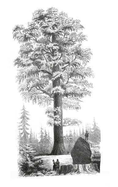 Sequoiadendron giganteum, also known as the giant sequoia, giant redwood or Sierra redwood. hand drawn vintage engraved  tree illustration. wellingtonia of sequoia gigantea. Vintage ecotic plant poster. Sequoiadendron giganteum, also known as the giant sequoia, giant redwood or Sierra redwood. hand drawn vintage engraved  tree illustration. wellingtonia of sequoia gigantea. Vintage ecotic plant poster. abies amabilis stock illustrations