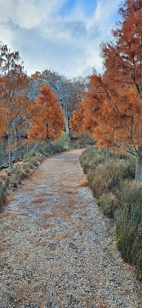 The tree walkway