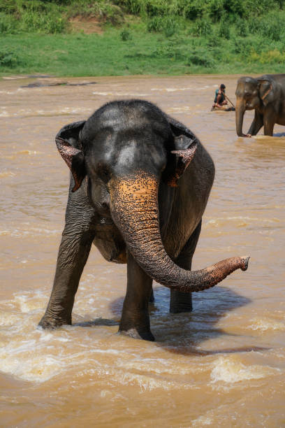 istock elephant bathing in lake water or river in Asia 1803997048
