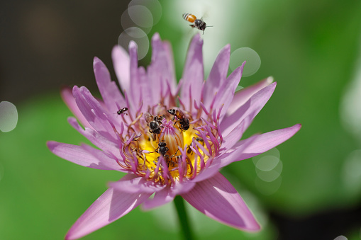 Close-up photo of Bee swarm and purple lotus.