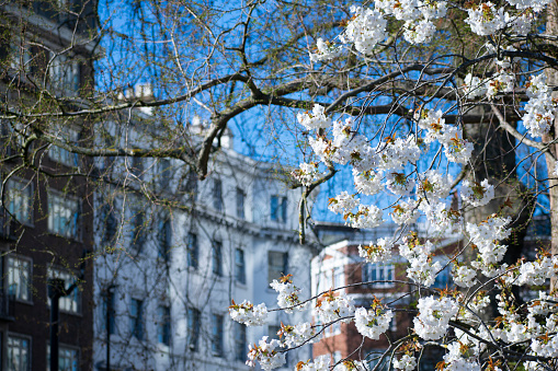 Cherry Japanese sakura trees blossoming in spring London street UK