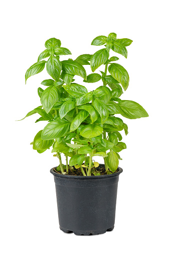 Fresh green organic basil in black pot isolated on white background. Indoor plant growing, healthy eating, aromatic herb, food ingredient, spice for culinary