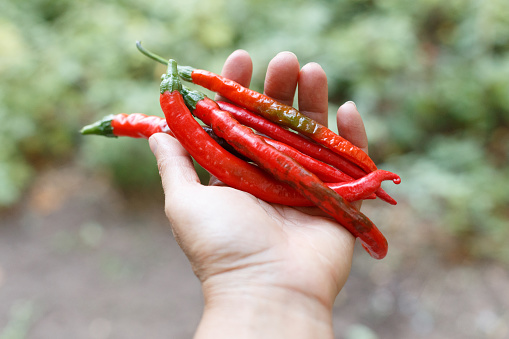 Red hot chili peppers in the arm