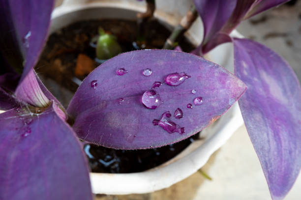istock Water droplets on purple heart plant leaves 1804001064