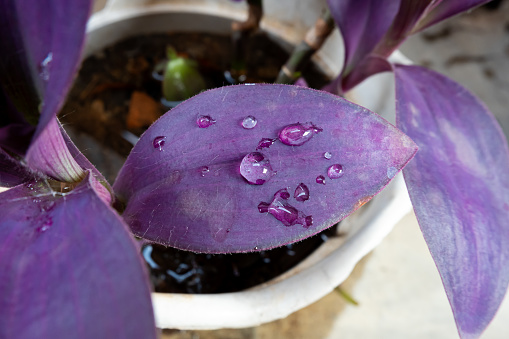 Water droplets on purple heart plant leaves