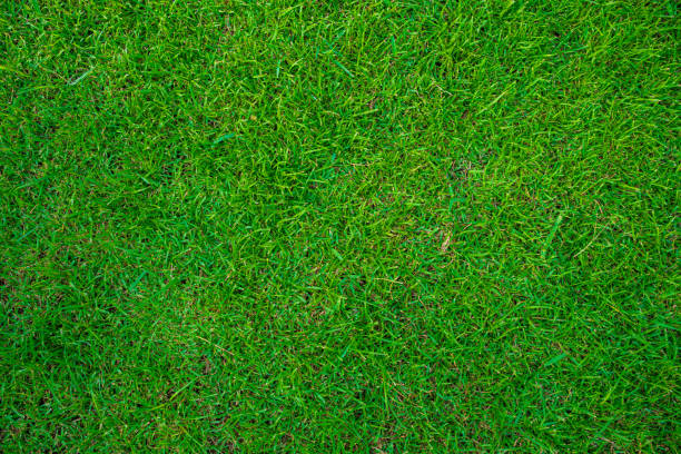 istock Real green meadow grass foliage background 1804002282