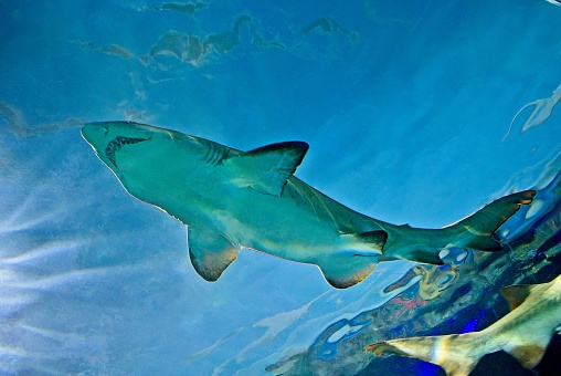 underwater shot of swimming sharks.